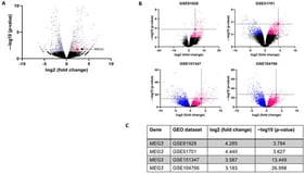 MEG3 mRNA is increased in metastatic human hepatoblastoma cells and in human specimens. (A) Human hepatoblastoma cells, HuH6 (parent cell line) and HLM_2 (metastatic cell line), were examined with RNA sequencing. Volcano plot shows sequencing data with gray dots representing significantly expressed RNAs (|log2 fold change (FC)| > 1 and p-value < 0.05); black dots representing non-significantly expressed RNAs; magenta dots showing upregulated lncRNAs; and blue dots demonstrating downregulated lncRNAs; (B) Query of publicly available databases (GSE81928, GSE51701, GSE151347, and GSE104766) reveals increased abundance of MEG3 in human hepatoblastoma tissue compared to normal liver. Intersecting black lines represent the location of MEG3. Magenta: upregulated RNAs; blue: downregulated RNAs; black: non-significantly expressed RNAs; (C) abundance of MEG3 from datasets presented in tabular form.