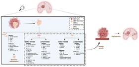 The figure illustrates the key signaling pathways driving the GSCs’ transdifferentiation into endothelial cells and pericytes during both early and late stages, and the resulting expressed markers. GSCs transdifferentiation into ECs and pericytes (dashed light blue box) contributes to the formation of new vessels within the tumor mass (curved arrow), thereby promoting angiogenesis (right-pointing straight arrow). Created in BioRender. “https://BioRender.com/oximt2n (accessed on 20 January 2026)”.