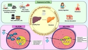 Schematic representation of all molecular mechanisms modulated by DL-PCBs and NDL-PCBs. This schematic represents a generic liver cell and provides a conceptual overview of the main molecular and cellular pathways involved. Abbreviations: ARNT, Aryl Hydrocarbon Receptor Nuclear Translocator; ERK1/2, Extracellular signal-Regulated Kinase 1 and 2; GSK3β, Glycogen Synthase Kinase 3 β; HIF-1α,Hypoxia-Inducible Factor-1 α; IL-1β, Interleukin-1β; IL-6, Interleukin-6; JNK, c-Jun N-terminal kinase; MAPK, Mitogen-Activated Protein Kinase; NF-κB), Nuclear Factor Kappa B; TNF-α, Tumor Necrosis Factor α;VLDL, Very-Low Density Protein.