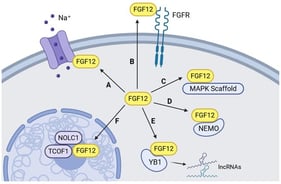 Multifunctional Roles of FGF12 in Cellular Physiology. (A) FGF12 binds directly to voltage-gated sodium channels and modulates channel gating and cellular excitability. (B) FGF12 can be released from cells and engage FGFRs to activate downstream pro-survival signaling pathways. (C) FGF12 interacts with MAPK scaffold proteins, shaping MAPK network architecture relevant to cell proliferation. (D) FGF12 associates with NEMO, altering NF-κB activation in response to cellular stress. (E) FGF12 interacts with YB1 and promotes YB1-dependent stabilization of oncogenic lncRNAs. (F) FGF12 interacts with NOLC1/TCOF1 in nucleus and nucleolus, forming complexes necessary for ribosomal biogenesis and global translational capacity. Created with BioRender.com.