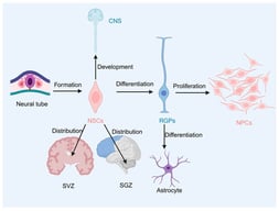 Neural stem cells (NSCs), also referred to as neuroepithelial cells, possess a remarkable ability to differentiate into radial glial progenitor cells (RGPs) and further proliferate into neural progenitor cell (NPC). These NPCs eventually mature into astrocyte-like cells or other specialized neural lineages. Notably, a subset of NSCs located along the neural tube plays a pivotal role in generating the central nervous system (CNS) during early development. In adults, NSCs persist in specific niches, including the subventricular zone (SVZ) of the lateral ventricles and the subgranular zone (SGZ) of the dentate gyrus within the hippocampus, where they contribute to ongoing neurogenesis and tissue homeostasis.
