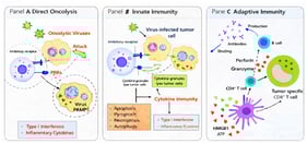 OV-induced immunogenic cell death (ICD) and coordinated activation of innate and adaptive antitumor immunity. Panel (A): Direct Oncolysis. OVs selectively infect tumor cells and replicate intracellularly, leading to direct tumor cell lysis. Viral replication generates PAMPs that are sensed by PRRs, triggering the production of type I IFNs and inflammatory cytokines. OV-mediated lysis further enhances tumor antigen release and contributes to local immune activation. Panel (B): These signals activate innate immune pathways and promote cytokine-driven immunity. NK cells recognize virus-infected tumor cells through the integration of activating and inhibitory receptor signals and contribute to early cytotoxic clearance via cytokine release and granule-mediated tumor cell lysis. Panel (C): cytotoxic T lymphocytes. Activated CD8+ T cells eliminate tumor cells through perforin- and granzyme-mediated killing, while CD4+ T cells provide essential helper functions to sustain and amplify the antitumor response. In parallel, B cells recognize viral antigens and produce antibodies, reinforcing both antiviral and antitumor immunity. Collectively, these adaptive immune mechanisms generate a durable and systemic antitumor response targeting both virus-infected and uninfected tumor cells.