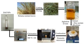 Schematic description of the green synthesis of ZnO NPs using the R. raetam leaf extract and zinc acetate dihydrate.