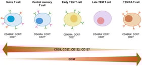 T cell maturation. CD45RA is shown in orange, CCR7 in pink, and CD27 in green.