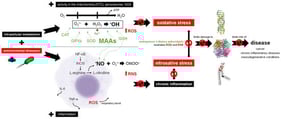 Impact of red seaweed-derived MAAs on redox balance and disease risk. The scheme provides a simplified representation of the complex processes and mediators involved. Environmental stressors include α-particles emitted during radon (Rn) decay and Escherichia coli. Mitochondria, through electron transport chain (ETC), generate reactive oxygen species (ROS) as they reduce O2 to H2O while producing energy in the form of ATP [21,22]. Although mitochondria are a major source, ROS are also produced in peroxisomes and by cytoplasmatic enzymes like NOX. Environmental stressors further exacerbate ROS formation. Key ROS include the superoxide radical (O2•−), hydrogen peroxide (H2O2) and the hydroxyl radical (•OH). The latter is formed through the Haber–Weiss reaction (interaction of O2•− with H2O2) and the Fenton reaction mediated by heavy metals such as Fe2+ [23,24]. When endogenous enzymatic (e.g., superoxide dismutase (SOD), catalase (CAT), glutathione peroxidases (GPXs)) and non-enzymatic antioxidants (e.g., glutathione (GSH)) are supported with the neutralizing capacity of dietary antioxidants like MAAs, the capability of the organism to prevent oxidative stress increases [21,25,26]. As ROS and environmental stressors activate macrophages though the nuclear factor kappa B (NF-κB) signaling pathway, inflammation occurs [27]. NF-κB upregulates inducible nitric oxide synthase (iNOS), catalyzing the conversion of L-arginine into L-citrulline and releasing nitric oxide (NO). This process generates further reactive nitrogen species (RNS), such as peroxynitrite (ONOO−). Simultaneously, pro-inflammatory cytokines, including tumor necrosis factor-alpha (TNF-α) and interleukin-6 (IL-6) are secreted [6,27]. Macrophages also contribute to ROS production via NOX during respiratory bursts [20]. However, the broad arsenal of antioxidants can neutralize excessive levels of ROS and RNS through antioxidant and anti-inflammatory actions, thereby preventing chronic inflammation and the intertwined effects of oxidative and nitrosative stress, which would otherwise reinforce each other in a vicious cycle, leading to progressive damage to biomolecules [20,27,28,29,30]. Consequently, these compounds may ultimately contribute to a reduced risk of associated disease development and/or progression [21]. Abbreviations: ETC, electron transport chain; NOX, nicotinamide adenine dinucleotide phosphate oxidases; ATP, adenosine triphosphate; ROS, reactive oxygen species; O2•−, superoxide radical; H2O2, hydrogen peroxide; •OH, hydroxyl radical; SOD, superoxide dismutase; CAT, catalase; GPXs, glutathione peroxidases; MAAs, mycosporine-like amino acids; GSH, glutathione; NF-κB, nuclear factor kappa B; iNOS, inducible nitric oxide synthase; NO, nitric oxide; RNS, reactive nitrogen species; ONOO−, peroxynitrite; TNF-α, tumor necrosis factor-alpha; IL-6, interleukin-6.