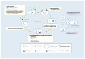 Phage life cycle and bacterial anti-phage defense strategies at each stage. Lytic phages, commonly employed in bacterial infection control, predominantly follow the lytic cycle (left circle). In contrast, temperate phages typically integrate their genetic material into the host genome upon infection, a process termed the lysogenic cycle (right circle). The documented anti-phage defense strategies primarily operate during the lytic cycle (defense systems that function at specific stages are listed in the box). Created in BioRender. Shao, Y. (2026) https://BioRender.com/8401770 (accessed on 4 February 2026).
