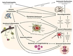 Proposed link between CRS and neurodegeneration, and the possible interactions between physiological pathways. Legend. IL-6: interleukin-6; TNF-α: tumor necrosis factor-alpha; MMP-9: matrix metalloproteinase-9; STAT3: signal transducer and activator of transcription 3; BBB: blood–brain barrier; Aβ: amyloid-beta; τ: tau; CsgA: Curli subunit A.