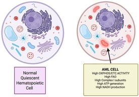Schematic comparison of normal hematopoietic stem cells (HSCs) and leukemic stem cells (LSCs). HSCs display low mitochondrial activity and glycolytic quiescence, whereas AML cells exhibit high OXPHOS, active fatty-acid oxidation, complex I engagement, increased ATP generation, and elevated NADH production.