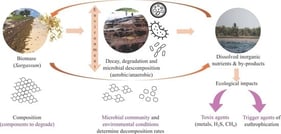 Landscape scenarios of holopelagic Sargassum degradation and decomposition on beaches. (A) Initial arrival of small algal fragments on clean beaches; this typically occurs at the beginning or end of the Sargassum season. Scenario 1 (B–D): Degradation during emersion (exposure to air). In this scenario, accumulated material dries rapidly, slowing decomposition; however, as more biomass arrives, internal conditions change, promoting faster decay (note the different colors of the stranded biomass in (D)). Scenario 2 (E,F): decomposition during emersion. This process may initiate under high stress while biomass is still floating before it strands; however, it is most noticeable when accumulations peak and degradation is already occurring on the shore. Scenario 3 (E,F). Massive accumulations form a barrier for fresh algae. Stress and lack of water circulation trigger decomposition during immersion (underwater), while the emersion processes occur simultaneously. Consequently, released compounds in leachates may migrate into the ocean or groundwater, creating a complex scenario (F) where decomposing, stressed-decaying, and fresh algae coexist. Panels (G–J) show a post-accumulation scenario, where strandings are diminishing, but decomposing biomass and released products remain in the environment. Panel (J) shows a view from the open ocean toward the beach. In most cases, biomass is transported to clandestine (K) or permitted disposal sites, open-air sites, or special containers. Without proper management, biomass can leach and contaminate groundwater. See text for details. (A–G) Puerto Morelos, Q. Roo, México, 2017–2018; (H–J) Xcalak, Q. Roo, México, 2018; (K) Ruta de los Cenotes, Q. Roo, México. All pictures were taken by the authors, except for (K) (source: https://piedepagina.mx/la-amenaza-de-lo-tiraderos-clandestinos-de-sargazo/ accessed on 1 October 2025).