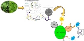 Shows panorama (A), detail (B), and the flowers (C) of the Commelina benghalensis plant. Reproduced under the terms and conditions of Creative Commons Attribution 4.0 International (CC BY) license [32]. Copyright 2024.