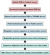 Workflow of the TOTEMS pipeline. A protein structure annotated with residue-specific evolutionary conservation scores generated by ConSurf is submitted by the user. The ConSurf-annotated PDB file is uploaded to the TOTEMS web server, where a Flask-based backend passes the file to the core Python application for parsing. Biopython is used to extract the amino acid sequence and associated conservation scores, which are rendered as a stacked conservation histogram using Matplotlib. In parallel, the sequence alignment and three-dimensional protein structure are color-coded using the same ConSurf-based conservation scheme. The final output, including the conservation histogram, interactive molecular visualization rendered with the NGL Viewer, and downloadable results, is presented to the user.