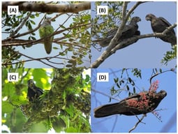 The three parrots endemic to Madagascar: gray-headed lovebird Agapornis canus (A), vasa parrot Coracopsis vasa (B), and black parrot Coracopsis nigra (C,D). Photographs: José L. Tella.
