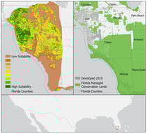 Spatial overview of the BCFS habitat and development context in southwestern Florida. (Left) Habitat suitability model showing variation in landscape suitability for BCFS, ranging from low (brown) to high (dark green) suitability. (Right) Baseline development as of 2019 (gray) overlaid with Florida Managed Conservation Lands (green). County boundaries are outlined in gray for reference. The study area lies south of the Caloosahatchee River, as indicated in the regional inset map (bottom).