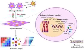 Schematic illustration of protective mechanisms of BGE on collagen synthesis in chronic photoaging.