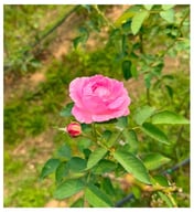 Damask rose petals (R. damascena, cv. Mon Klai Kangwon), sourced from Baan Suan Yaa Noi, Chiang Rai Province, Thailand.