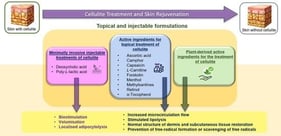 Schematic representation of the key biomechanical, hormonal, vascular, inflammatory, and extracellular matrix (ECM) mechanisms contributing to cellulite development and progression. Female-specific vertical septal architecture, oestrogen-mediated connective-tissue weakening, and adipose expansion create a structural imbalance between fibrous septae and subcutaneous fat lobules. Microvascular and lymphatic dysfunction promote interstitial fluid accumulation, oedema, and local hypoxia, leading to chronic low-grade inflammation. Progressive ECM remodelling, collagen disorganisation, reduced dermal elasticity, and dermal thinning collectively accelerate skin ageing and fibrosis, resulting in the characteristic surface irregularities observed in cellulite.