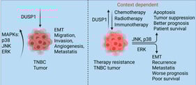 DUSP1 expression in BC and TNBC. (A) The expression of DUSP1 transcripts between BC tumor (n = 1135) and normal breast (n = 114) was analyzed from the TCGA data set, and the data were extracted from the OncoDB portal (https://oncodb.org/cgi-bin/expression_profile.cgi (accessed on 20 December 2025)) and presented. Statistical significance was determined by Student’s t-test, and the p-value was presented. (B) DUSP1 gene methylation profile from BC tumor (n = 804) and normal breast (n = 83) was analyzed from the TCGA data set and OncoDB portal and presented. Statistical significance was determined by Student’s t-test, and significant p-values with positions were presented. (C) DUSP1 expression levels in different Stages of BC were presented using the TCGA data set and OncoDB portal analysis. Statistical significance was determined by ANOVA, and the p-value was presented in the graph. (D) DUSP1 expression levels in different BC subtypes were presented using the TCGA data set and UALCAN portal (https://ualcan.path.uab.edu/index.html (accessed on 12 December 2025)). Statistical significance was determined by Student’s t-test, and the p-values are presented between the two groups. p-value of <0.05 was considered statistically significant.