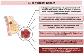 Main clinical and pathological features of ER-low BC. The figure was created with www.biorender.com, and the appropriate license for publication was obtained.