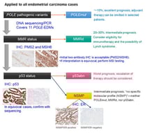 Practical workflow of the TCGA-surrogate molecular classification approach. The molecular classification of endometrial carcinoma is illustrated according to the 2025 ESGO/ESTRO/ESP guidelines. All endometrial carcinomas, regardless of histologic subtype, are candidates for molecular classification. The first step is to assess POLE exonuclease domain mutations (currently, at least 11 pathogenic variants have been described) to identify the POLEmut subgroup. The next step is immunohistochemistry for mismatch repair (MMR) proteins to identify the MMRd subgroup, followed by p53 immunohistochemistry to categorize p53abn and NSMP tumors. Further subclassification of NSMP based on ER immunohistochemistry into ER-positive and ER-negative NSMP has also been proposed. Tumors with multiple classifiers are assigned according to the highest-priority upstream classifier—for example, a tumor harboring both a POLE mutation and MMR deficiency is classified as POLEmut.