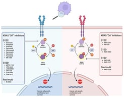 This figure depicts the KRAS On/Off Inhibitor mechanism. The KRAS pathway is triggered by growth factors binding to receptor tyrosine kinases (represented as the blue and red cell surface receptors) which facilitates dimerization, phosphorylation and GDP release with GTP loading leading to KRAS-GDP inactive (light purple) vs. KRAS-GTP active (dark purple) states. KRAS off and on inhibitors block different steps of this cycle by either locking KRAS in its inactive state preventing GTP loading (off) or preventing GTP unloading as well as preventing interaction with downstream proteins (on). Both of these mechanisms prevent signal translocation to the nucleus (arrow leading to STOP sign) thus halting the cancer cell growth, proliferation and survival. Created in BioRender. Frisch, A. (2025) https://BioRender.com/el3m0co (URL accessed on 30 July 2025).