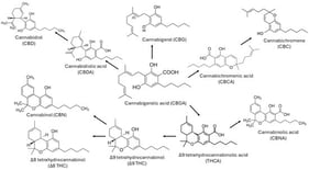 Main cannabinoids present in Cannabis sativa L.