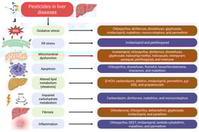 Pesticides drive liver diseases via induction of oxidative and ER stress, mitochondrial dysfunction, apoptosis, fibrosis, inflammation, or through altering lipid and carbohydrate metabolism in hepatocytes. Abbreviations: β-HCH, β-hexachlorocyclohexane; DEET, N,N-diethyl-meta-toluamide; ER, endoplasmic reticulum; p,p’-DDE, p,p’-dichlorodiphenyldichloroethylene; ROS, reactive oxygen species. Created with BioRender.com.