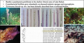 Ecology of cyanobacteria Tychonema litorale sp. nov. in Lake Baikal: substrate diversity. (A,B) Sand and macrophytes. (C) Encrusting sponge Baikalospongia sp. (D) Branched sponge Lubomirskia baikalensis. (E) Wood (log from a pier in Bolshiye Koty settlement, the type locality). (F) Stone. Arrows indicate tufts at the tops of the creeping mat ridges.