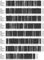 Multiple Sequence Alignment of COI (cytochrome c oxidase subunit I) Gene in Aphididae (* in the figure denote fully conserved positions; Colors: Black denotes fully conserved nucleotide sites, gray denotes partially conserved nucleotide sites, and white denotes variable nucleotide sites in the alignment).