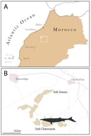Map of the central part of Morocco showing the Sidi Chennane locality where Pluridens imelaki was discovered (A) and closeup showing the location of the phosphates mines (B).