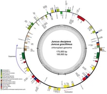Plastome organisation showing the quadripartite structure (LSC, SSC, and two IRs) of Juncus decipiens and Juncus gracillimus. The total genome sizes differ between the two species, primarily due to variation in inverted repeat (IR) length (J. decipiens: 40,355 bp; J. gracillimus: 37,282 bp).