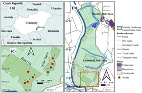 Location of the study area and sampling design. (a) Location of Mártély in Hungary. (b) Overview of the Mártély Landscape Protection Area within the floodplain of the River Tisza. The red box highlights the area containing the two studied marsh meadows. The red box in panel (b) indicates the area enlarged in panel (c). (c) Spatial arrangement of the two studied marsh meadows (Solti-lapos and Barci rét) and the four vegetation stands sampled within each site. Numbers (1–4) indicate the sampled stands within each marsh meadow.