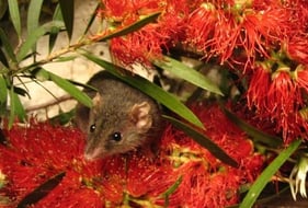 Distribution (orange) of agile antechinus in Australia (smaller map), and more detailed distribution across New South Wales, the Australian Capital Territory, Victoria, and just over the South Australian border (larger map). State borders (heavier grey lines), major river systems (blue lines), and capital cities (Sydney, Canberra, Melbourne) are listed where visible. The location of this study, Mt Disappointment State Forest, is denoted by a star. (Maps have been modified from the IUCN Red List, Antechinus agilis, Version 2025-2 [61]).