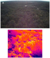 Example images using RGB, traditional thermal technology, and isothermal technology from our study site in South Texas. Panel (A,B) were from a morning survey on 1 February 2020 with RGB and traditional thermal technology, respectively. Panels (C,D) were obtained with isothermal technology during February and July 2022 nocturnal surveys, respectively. White-tailed deer are pointed out with arrows, except in the RGB image. The use of pre-programmed isotherm thresholds can reduce “noise” in thermal imagery and improve detection of focal species.