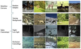 Sample images from two sources: Roboflow Universe and Idaho Cameratraps.