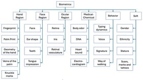 Separation of biometric features by body region and/or related groups.