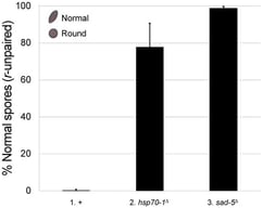 HSP70-1 is important for MSUD. In a normal cross, Neurospora produces American football-shaped spores. In a round spore (r+)-unpaired cross (i.e., r+ × r∆), r+ is silenced, and predominantly round spores are produced (i.e., 0.38% football; cross 1). In an hsp70-1-null background, the silencing of an unpaired r+ gene becomes deficient, and significantly more normal spores are produced (i.e., 77.8% football, cross 2; p < 0.001). Suppression of silencing is nearly complete (i.e., 98.9% football, cross 3) when the cross is lacking SAD-5 (a protein required for siRNA production) [41]. An error bar indicates the standard deviation among 24 replicates. +, wild type at pertinent loci. Crosses: (1) F9-37 × P3-08. (2) F9-18 × P27-55. (3) F5-36 × P17-70.
