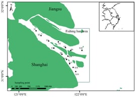 Sampling points of C. nasus in the Yangtze River Estuary, China.