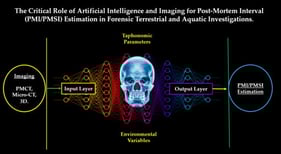 (A) Terrestrial decomposition within the context of Post-Mortem Interval (PMI) estimation. (B) Marine decomposition within the context of Post-Mortem Submersion Interval (PMSI) estimation.