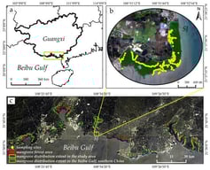 Location of study area and sampling sites. (a) Location of the study area in Guangxi Province and the Beibu Gulf; (b) Distribution of field sampling sites overlaid on Sentinel-2 imagery in the Shajiao (SJ) mangrove area; (c) Spatial distribution of mangrove forests within the study area and across the broader Beibu Gulf region.