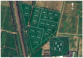 Distribution of plots and sample points in the study area. The arrow indicates the north direction; rectangles labeled ART, ACK, BRT, and BCK represent the quadrat distributions of corresponding plots, with five replicate quadrats per plot; the inset in the lower right corner shows the distribution of five sampling points (S1–S5) within each quadrat.