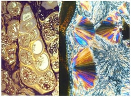 SEM images of fossil diatoms from the Late Miocene Wilkes Formation, Washington State, USA. (A) Cluster of diatom tests in siltstone. (B) Single cell from a colonial chain diatom. (C) Solitary diatom in siltstone matrix.