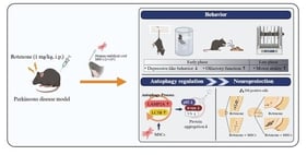 Experimental schedule for 1 and 2 weeks of rotenone treatment (1 mg/kg, i.p.) and intranasal hUC-MSCs administration (1 × 106 per mouse). Numbers indicate days after rotenone treatment. Buried pellet test, BPT; Forced swim test, FST; mesenchymal stem cells, MSC; Rotenone, Rot; Tail suspension test, TST.