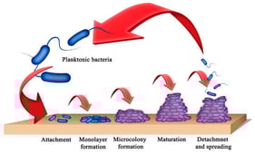 Stages in the formation of microbial biofilms on a surface.