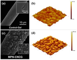 Microstructural and nanoscale roughness characterization of Control-Gel and MPN-CNCG. (a) SEM image of Control-Gel (×10,000), showing a relatively smooth surface with only localized microcracks; (b) AFM three-dimensional height map of Control-Gel (scan area: 5 × 5 μm2), exhibiting low surface roughness; (c) SEM image of MPN-CNCG (×30,000), revealing uniformly distributed nanoparticle cluster structures; (d) AFM three-dimensional height map of MPN-CNCG (scan area: 5 × 5 μm2), showing pronounced nanoscale undulations and markedly increased roughness.