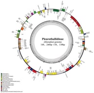 Circular map of the Dracula erythrochaete chloroplast genome. Species name, genome length are represented at the center of the plot. The inner circle shows the four regions: the small single-copy (SSC), large single-copy (LSC), and inverted repeat (IRA and IRB) regions. Genes on the outside are transcribed clockwise; those on the inside are transcribed counterclockwise. Different colors are used to distinguish between genes belonging to specific functional categories, and their legend is shown in the lower left corner of the bottom panel. The gray inner circle represents AT content; darker gray represents GC content.