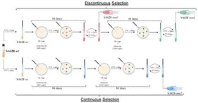 Schematic representation of the discontinuous (top) and continuous (bottom) selection strategies used to generate sequential SA628 mutant strains. The strains were exposed to streptomycin (800 mg/L) or rifampicin (1000 mg/L). Discontinuous selection resulted in a stepwise evolutionary trajectory (SA628 mut1 → SA628 mut3), whereas continuous selection led to the independent emergence of SA628 mut2. The figure was created with BioGDP [28].