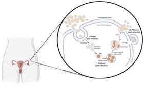 The developmental cycle of CT in the female reproductive tract. The schematic depicts the biphasic life cycle of the bacterium in the fallopian tubes. On the left, it shows in detail the transition from EBs to RBs within a membrane-bound inclusion following host cell entry. Then, RBs replicate multiple times until 24 h post-infection, and subsequently, RBs re-differentiate into EBs. Finally, there are two possible mechanisms for the extracellular EBs release: (1) lysis of the host cell or (2) extrusion, to infect other cells. The intracellular life cycle usually requires 48 to 72 h to complete. Abbreviations: EBs, elementary bodies; RBs, reticulate bodies. Figure created using BioRender—https://www.biorender.com/ (accessed on 20 January 2026).