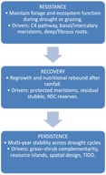 Resistance–Recovery–Persistence (R–R–P) framework summarizing the mechanisms through which native C4 grasses and forage shrubs contribute to drought resilience in Mexican drylands. Arrows denote the hypothesized causal pathways from management interventions and forage components to ecosystem processes and drought-resilience outcomes across drought and recovery phases.