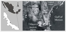 The study area. The white box within the photograph indicates the location of the study area.
