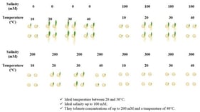 Germination percentage (%) of millet seeds, submitted to different salt concentrations and temperatures.